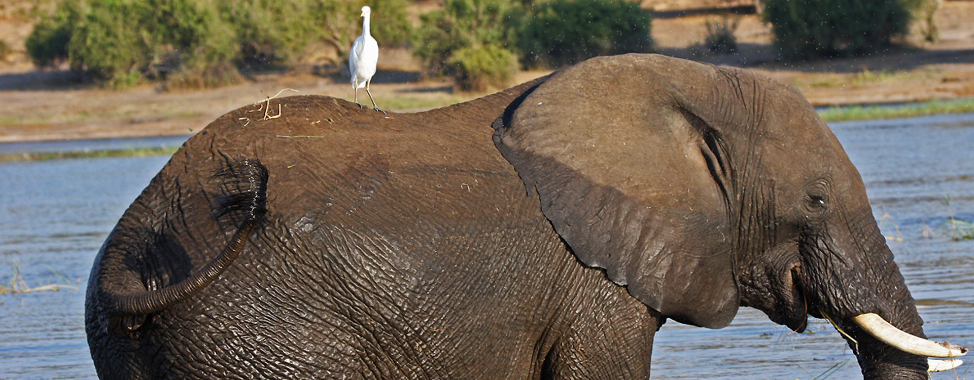 Chobe National Park in pictures
